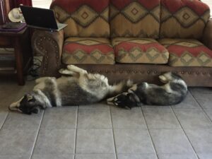 Dogs sleeping in the same position