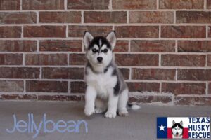 Picture of a black & white siberian husky puppy named Jellybean from Texas Husky Resue