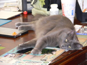 My cat, Bo, helping with my scrapbook page